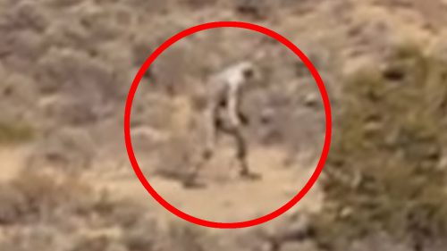alien navajo