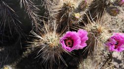 Mutaţie necunoscută: victima se transformă în cactus