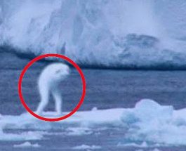 Fiinţe venite parcă din altă lume sunt în jurul nostru