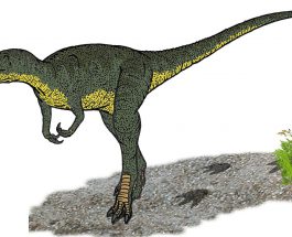 O treime din speciile de dinozauri nu au existat niciodată?