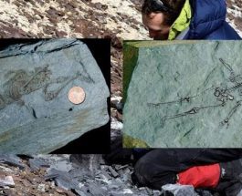 O fosilă de umanoid veche de 600 de milioane de ani a fost găsită în Antarctica
